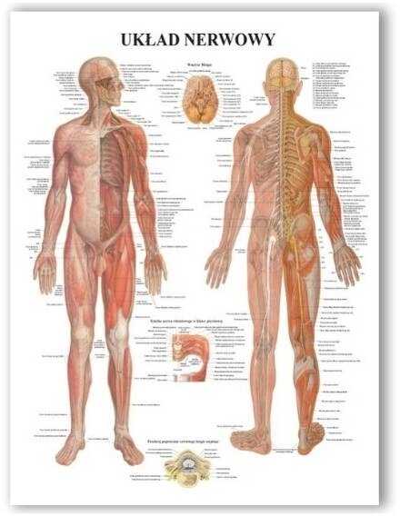 Plansza anatomiczna z uchwytem do zawieszenia - Układ nerwowy - pomoc dydaktyczna, wyposażenie gabinetów medycznych i fizjoterapeutycznych