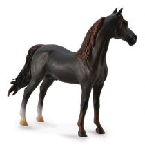 Collecta Ogier rasy morgan maści kasztan