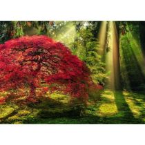 Heye Puzzle 1000 elementów. Magiczny las. Las o zachodzie słońca