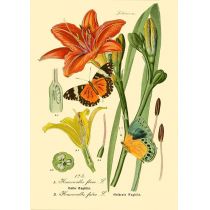 Madame Treacle Madame Treacle Karnet B6 brokat z kopertą Natura 3 452024