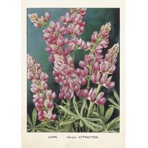 Skona Ting Skona Ting Karnet ST370 B6 + koperta Łubin 444218