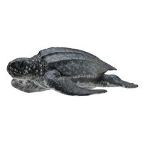 Collecta Żółw Skórzasty 88680
