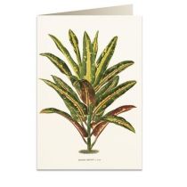 Tassotti Tassotti Karnet B6 + koperta 6063 Dracena Croton 462350