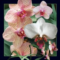 Magnes 3D Orchidea WORTH-KEEPING
