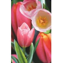 Mini kartka 3D Tulipan