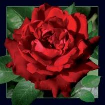 Magnes 3D Czerwona róża WORTH-KEEPING
