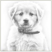 Karnet pies szkic 16x16 + koperta DaVinci