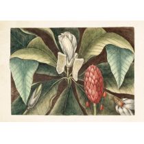 Skona Ting Karnet z kopertą magnolia