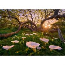 Heye Puzzle 1000 elementów. Magiczny las. Kalie