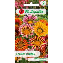 Legutko Gazania lśniąca mieszanka 5903837154005