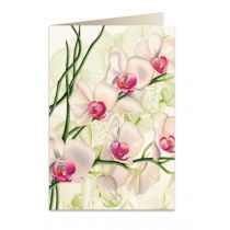 Tassotti Tassotti Karnet B6 + koperta 5723 Biała orchidea 462267