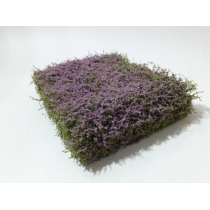 MiniNatur Kwitnący na fioletowo żywopłot 12x14 cm