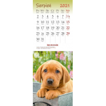 Artsezon Kalendarz 2021 Ścienny pocztówkowy Psy