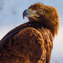Eagle Karnet kwadrat z kopertą Golden