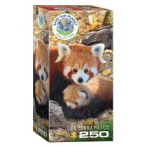 Eurographics Puzzle 250 Czerwone pandy 8251-5557