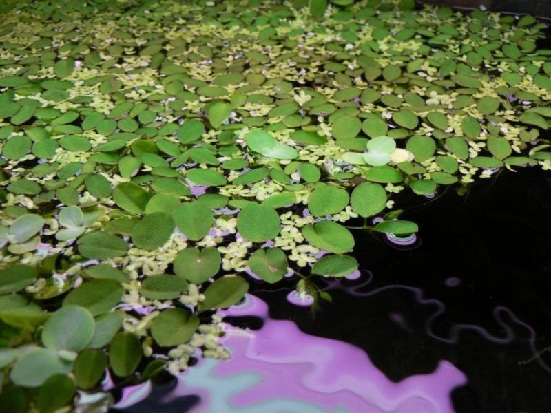 Salvinia Natans Salwinia Pływająca Kubek 10cm In Vitro Piękna