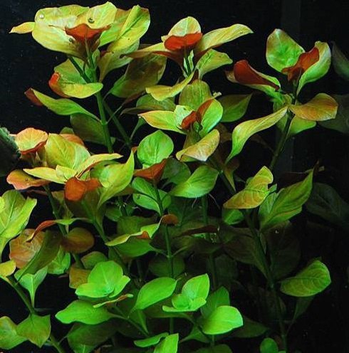 Ludwigia sp Mesakana PORCJA 6 sadzonek In vitro Piękna