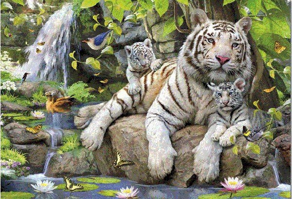 Educa Tygrysy Bengalskie puzzle 1000 elementów