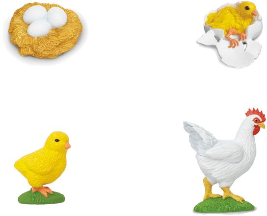 SAFARI Cykl rozwojowy  Kura 662816