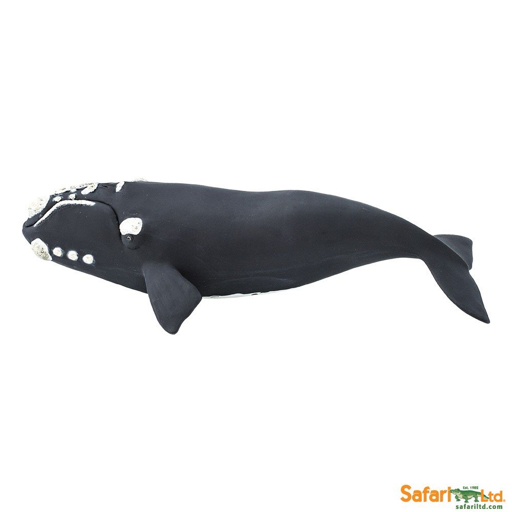 Safari Wieloryb Waleń Biskajski - Ltd. - 204229