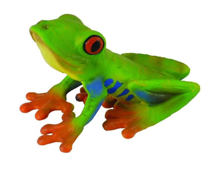 Collecta aba czerwonooka rzekotka drzewna M