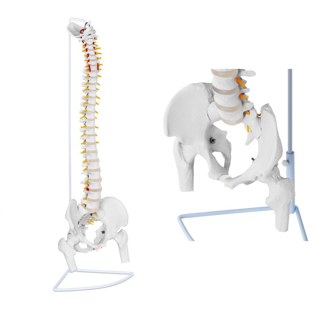 Physa Kręgosłup z miednicą męską - 86 cm - model anatomiczny PHY-SM-1