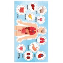 Ranok-Creative Naklejki Anatomia człowieka