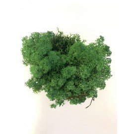 Pentacolor Ozdoba dekoracyjna Mech Chrobotek 125g zielony Pbh
