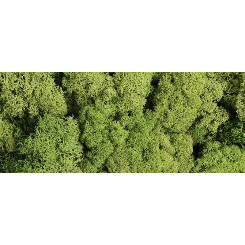 Pentacolor Ozdoba dekoracyjna Mech Chrobotek 125g zielony J.pbh
