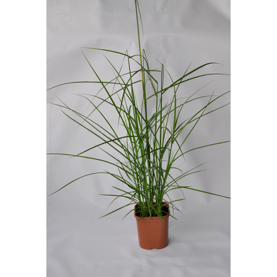 Trawa Miscanthus, wys.35-40 cm, don. 2L