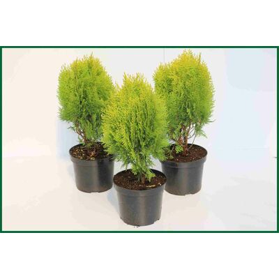 Tuja Aurea nana wys. 30-40 don. 3 l