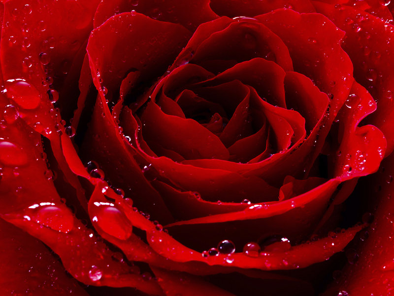 Czerwona róża - plakat 100x70 cm