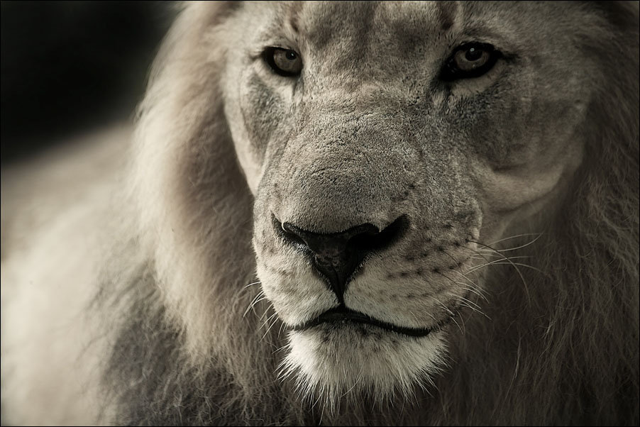 Reinders, Plakat, Lew, 100x70 cm