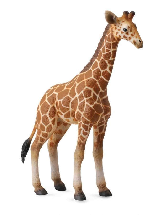Collecta yrafa siatkowana młoda L