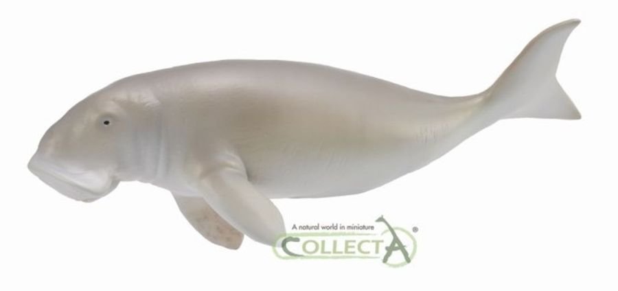 Collecta Diugoń przybrzeżny L