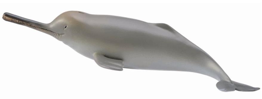 Collecta Delfin z rzeki Ganges