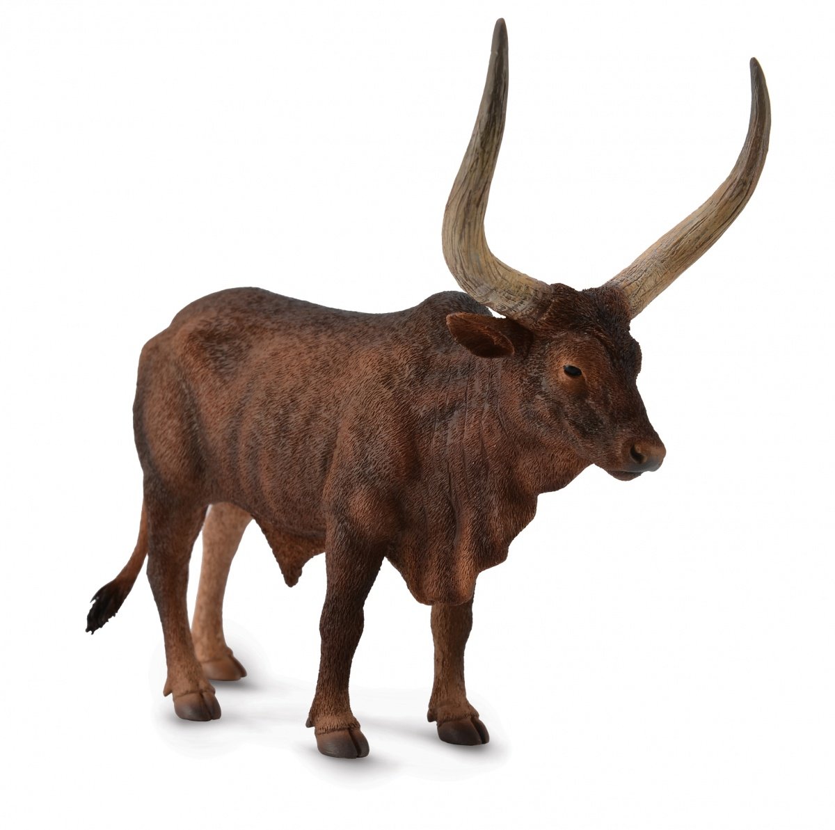 Byk Ankole-Watusi COLLECTA