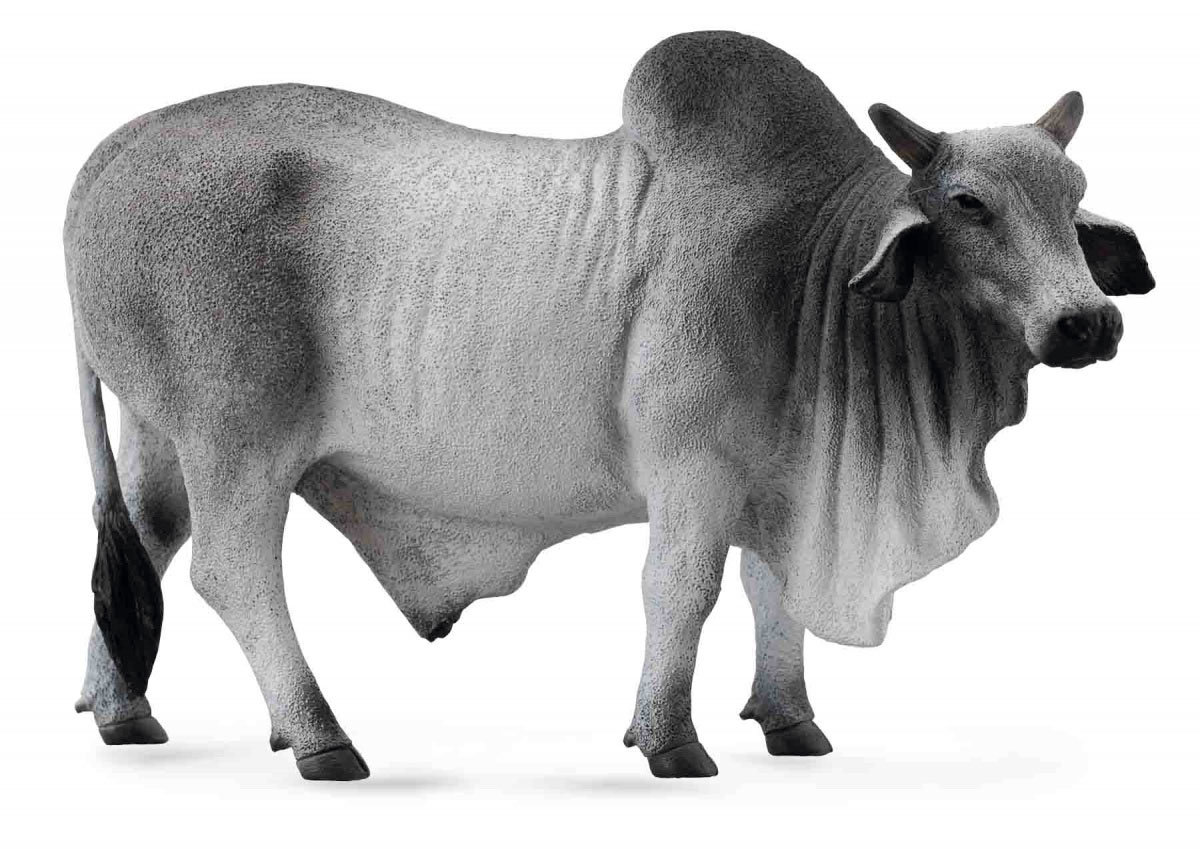 Collecta Byk brahman