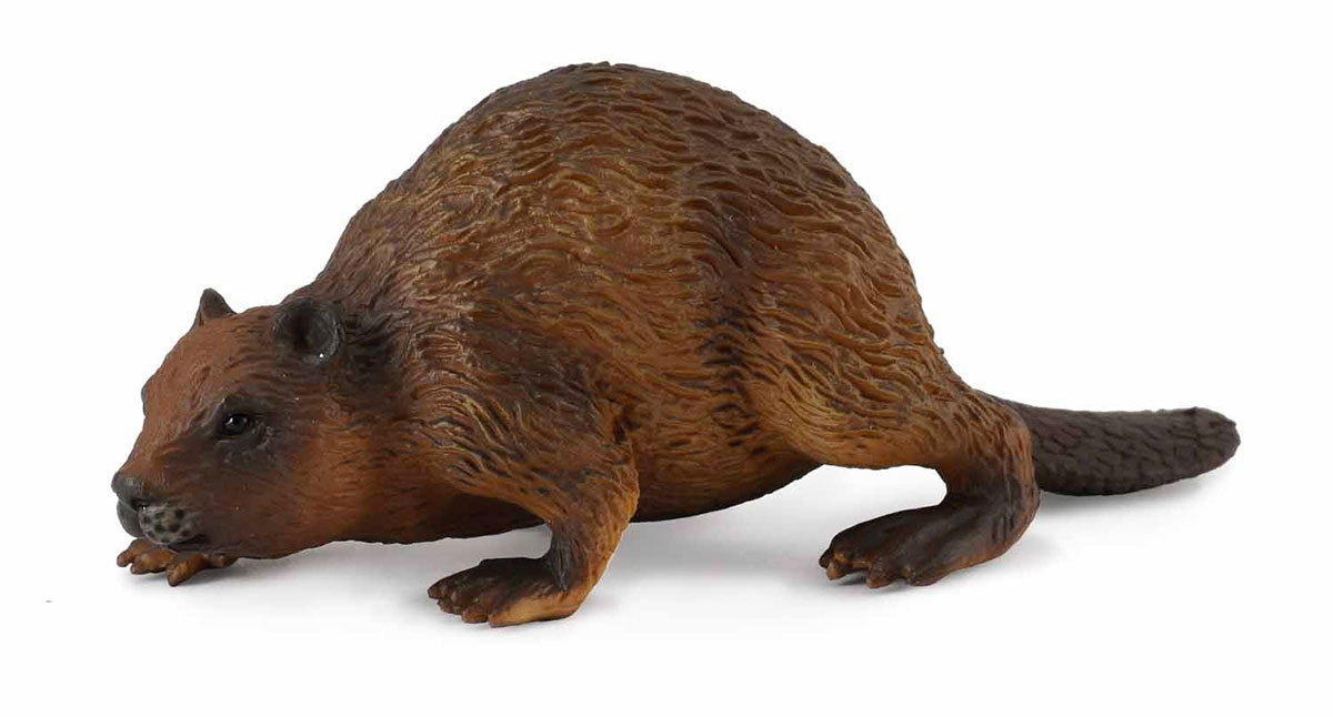 COLLECTA Bóbr