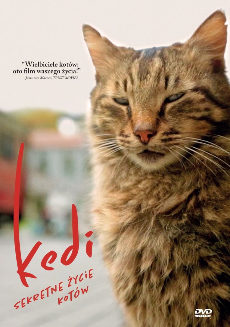 Kedi. Sekretne życie kotów