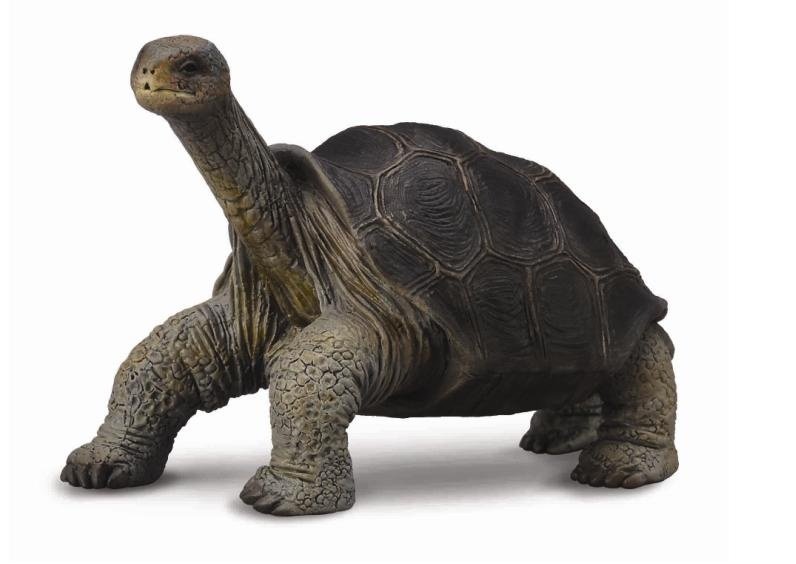 Collecta Żółw z wyspy Pinta 88619