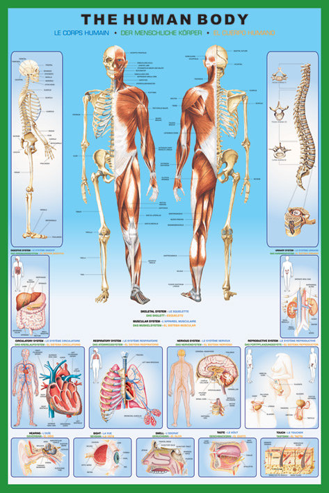Pyramid Posters Ciało Człowieka (anatomia) - plakat PP30727