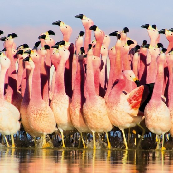 Museums & Galleries Karnet kwadrat z kopertą Andean Flamingoes