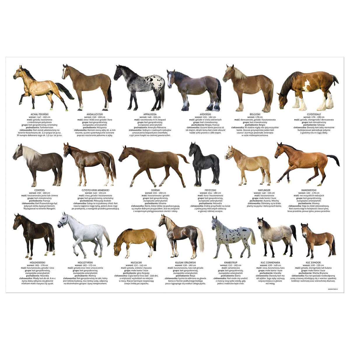Derform Ateneum Podkład oklejany edukacyjny konie