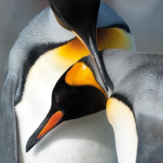 Museums & Galleries Karnet kwadrat z kopertą King Penguins