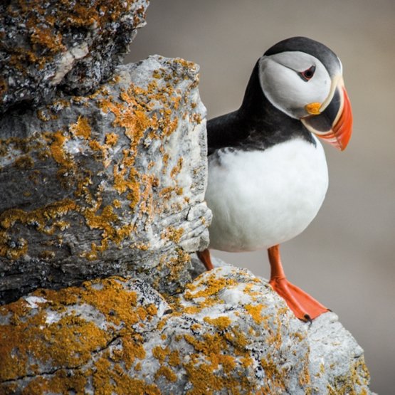 Museums & Galleries Karnet kwadrat z kopertą Puffin