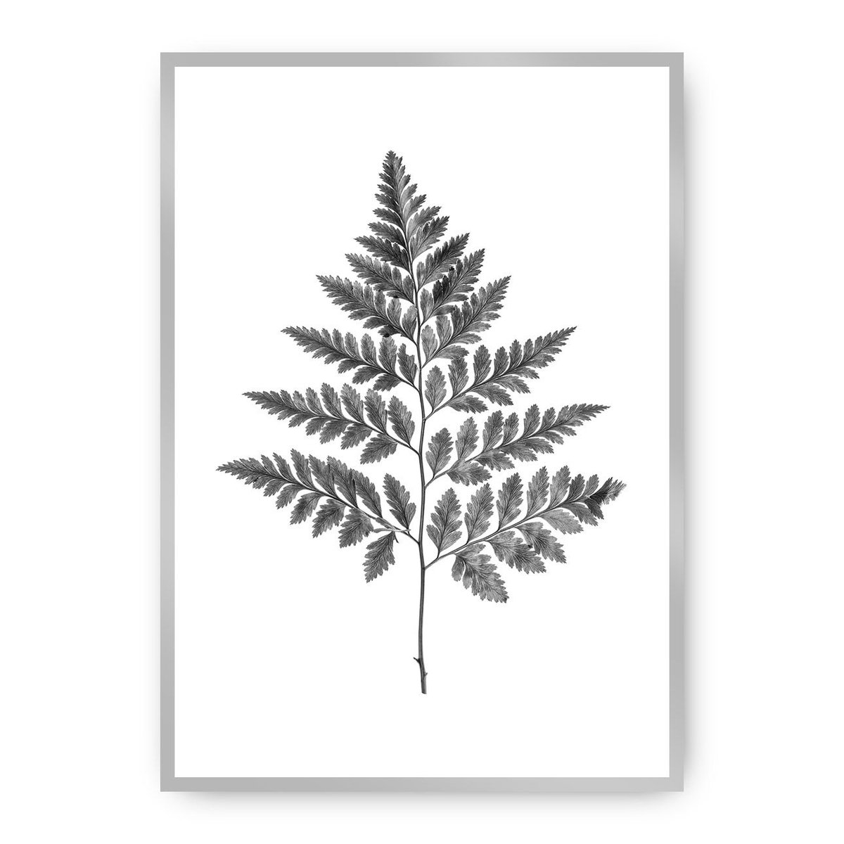 Dekoria Dekoria Plakat Fern Grey 40 x 50 cm Ramka Srebrna 221B-000-07