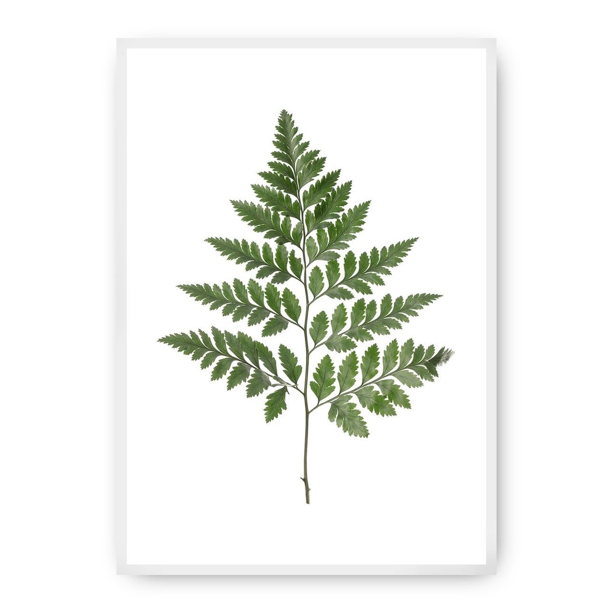 Dekoria Dekoria Plakat Fern Green 50 x 70 cm Ramka Biała 222F-000-08