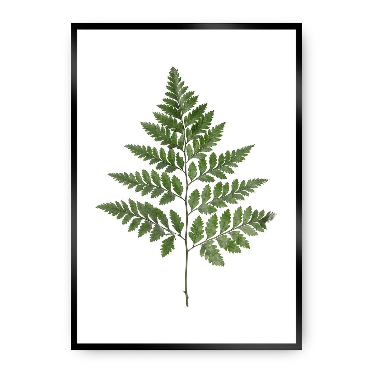 Dekoria Dekoria Plakat Fern Green 50 x 70 cm Ramka Czarna 222E-000-08