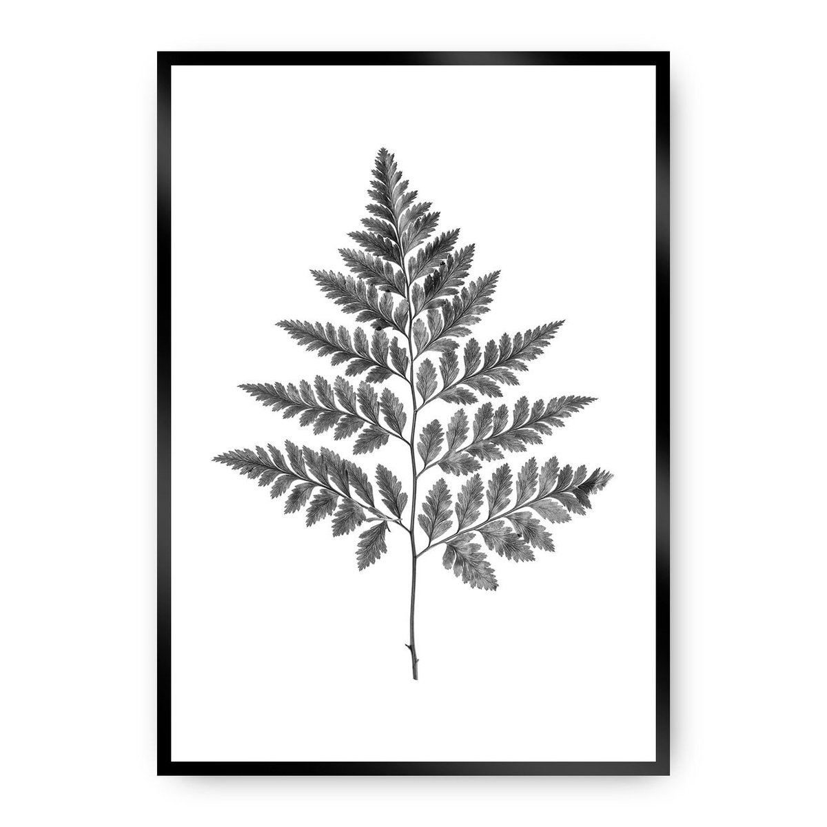 Dekoria Dekoria Plakat Fern Grey 21 x 30 cm Ramka Czarna 218C-000-07